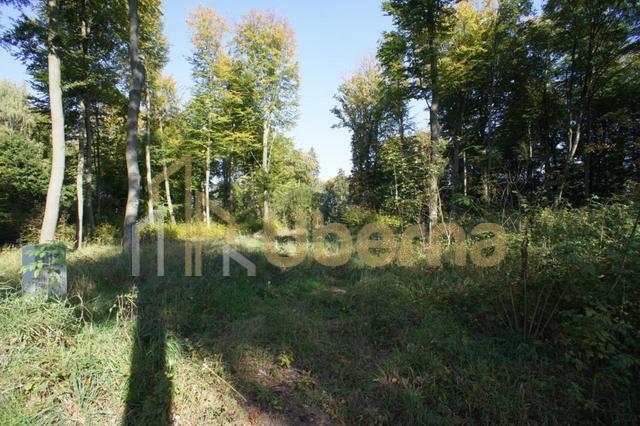 Działki nad jeziorem Dobra Nowogardzka (4)