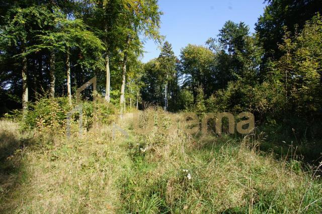 Działki nad jeziorem Dobra Nowogardzka (12)