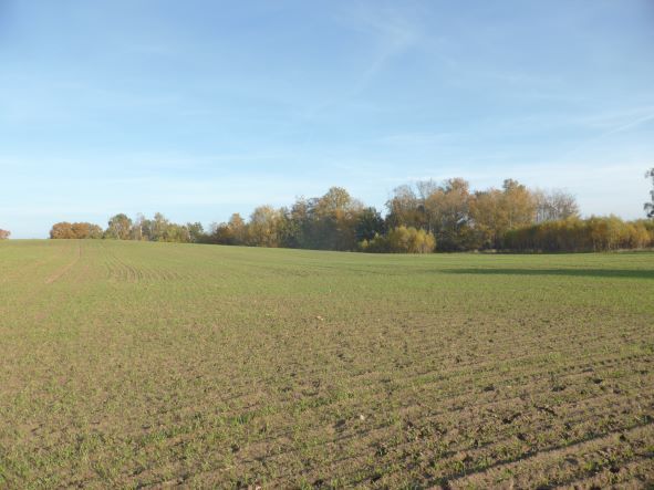 Działki w Buku z MPZP i dostępnymi mediami. (1)