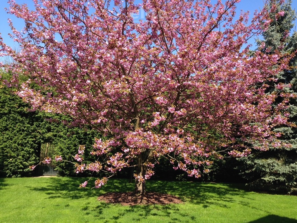 Osów dom blisko Puszczy Wkrzańskiej i Gubałówki (20)