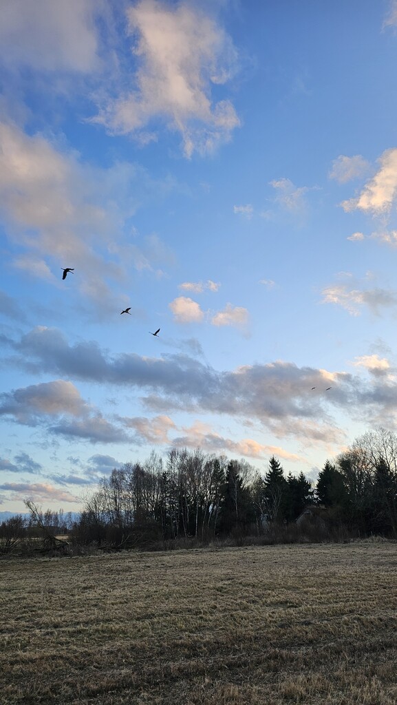 Spokój blisko morza - działka z MPZP, Stary Borek (1)