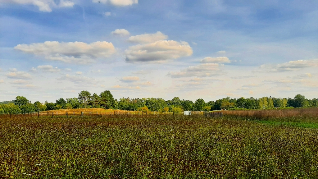 Ładna, niedroga działka nad jeziorem (2)