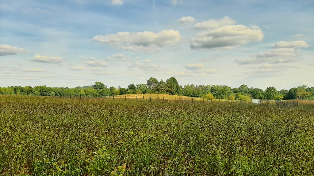 Ładna, niedroga działka nad jeziorem (5)
