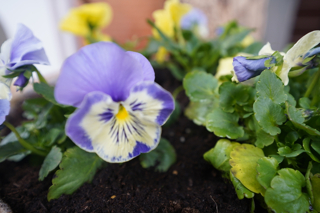 Wolno stojący, 200 m2, Wisełka  (27)