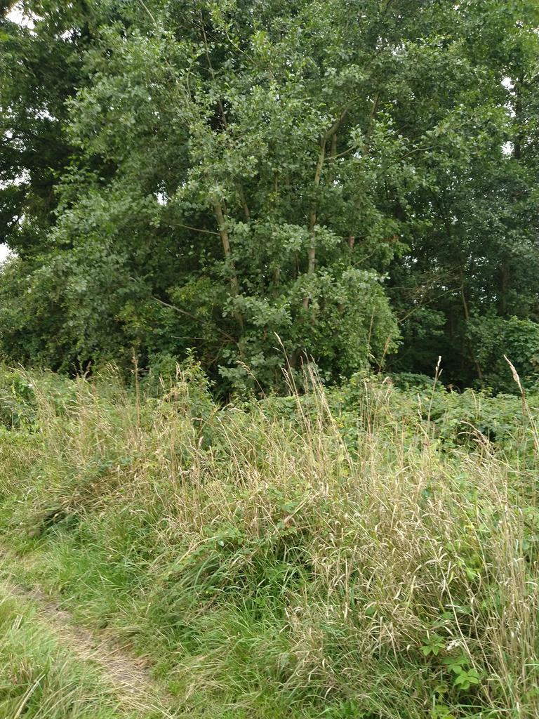 Działka 4211m2,Czarnowo, blisko jezioro,las. (9)