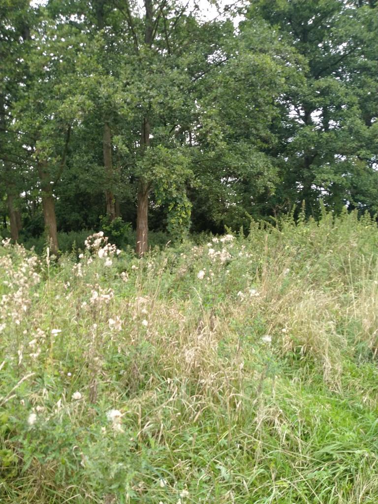 Działka 4211m2,Czarnowo, blisko jezioro,las. (10)