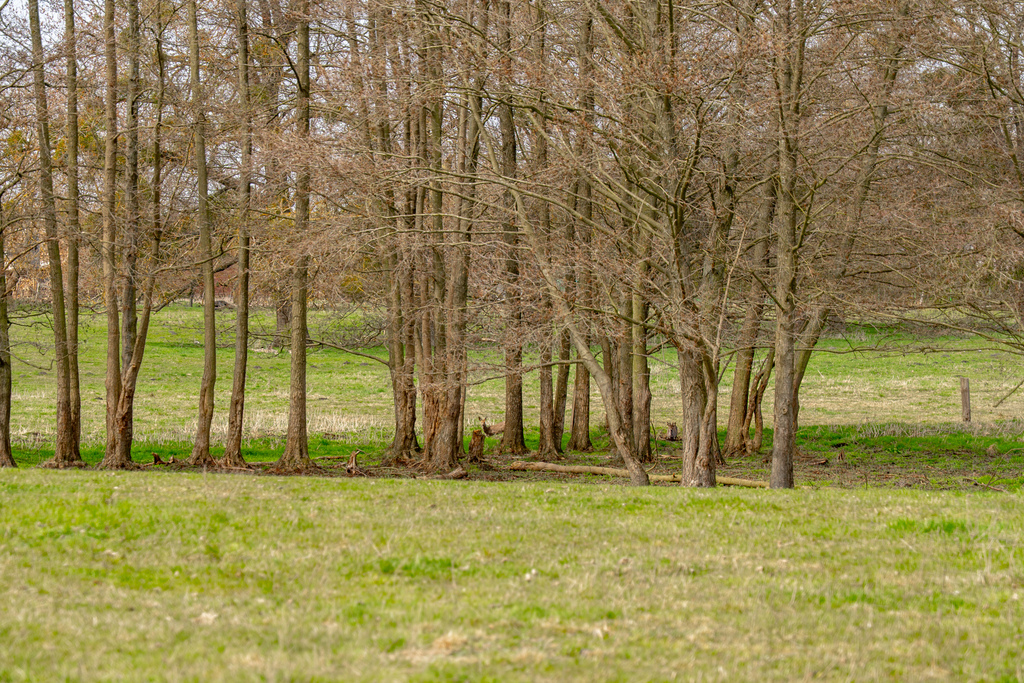 Działki Tanowo | Spokój natury blisko Szczecina (14)