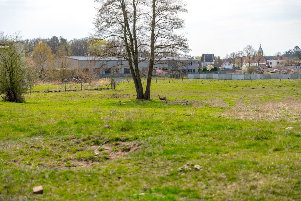 Działki Tanowo | Spokój natury blisko Szczecina (16)