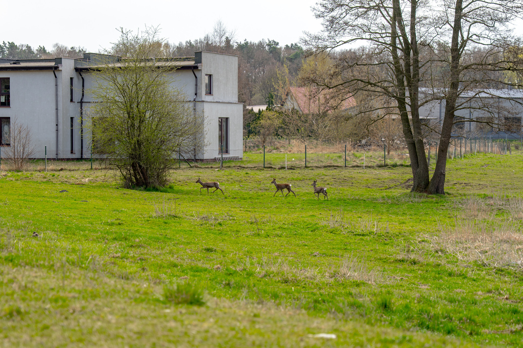 Działki Tanowo | Spokój natury blisko Szczecina (17)