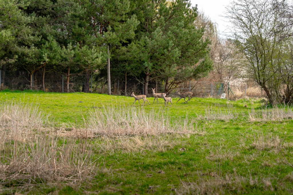 Działki Tanowo | Spokój natury blisko Szczecina (18)