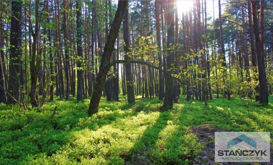 Dziwnów  działka w lesie sosnowym (1)