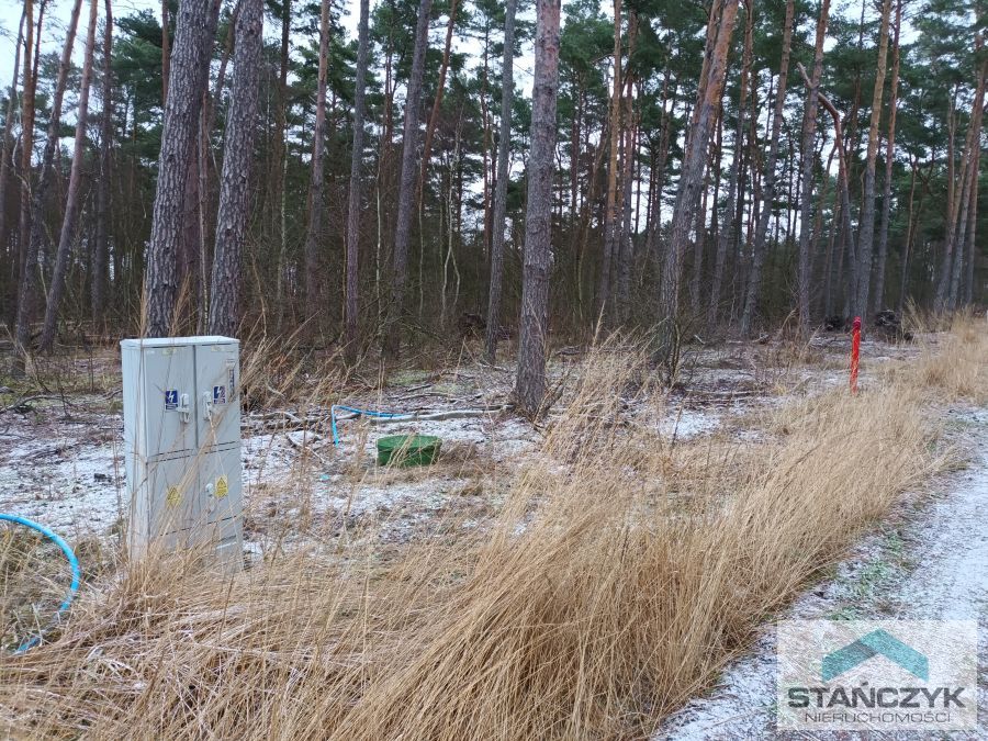 Dziwnów  działka w lesie sosnowym (4)