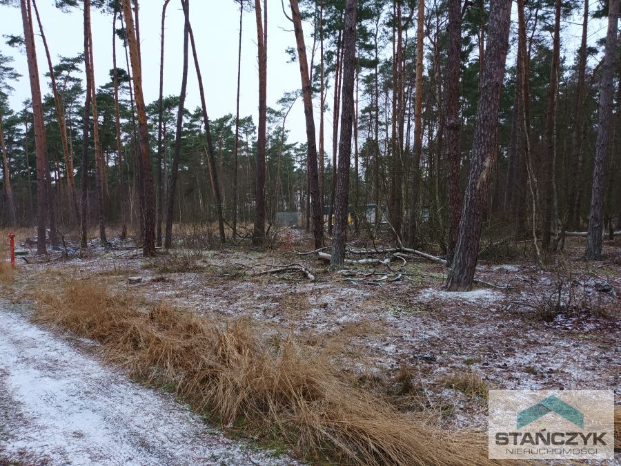 Dziwnów  działka w lesie sosnowym (5)