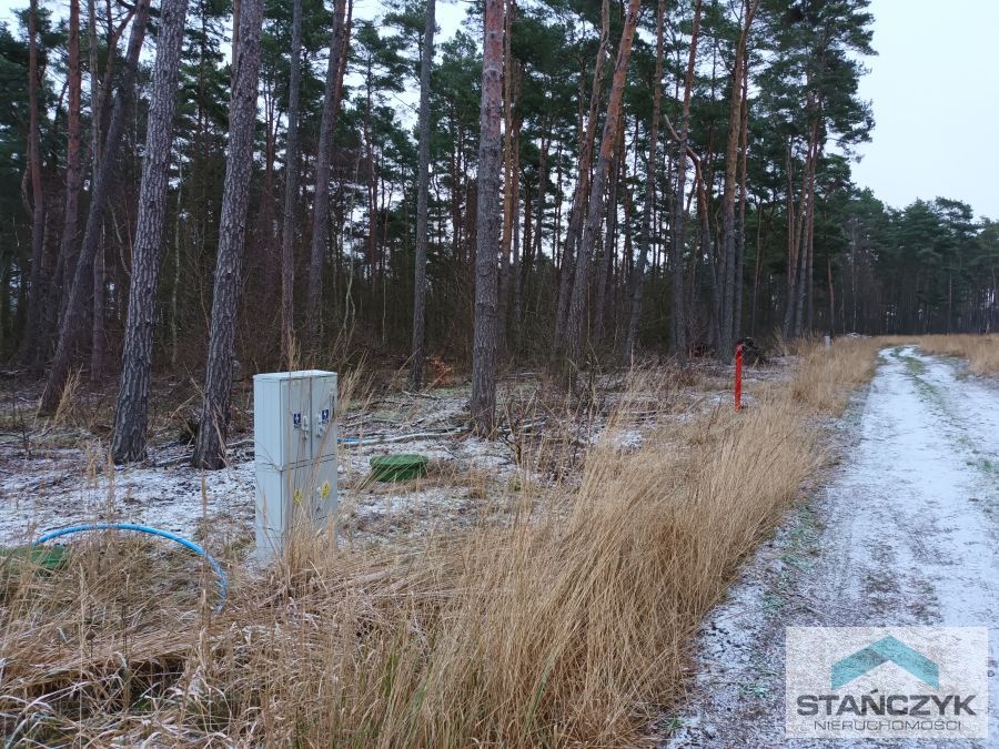 Dziwnów  działka w lesie sosnowym (7)