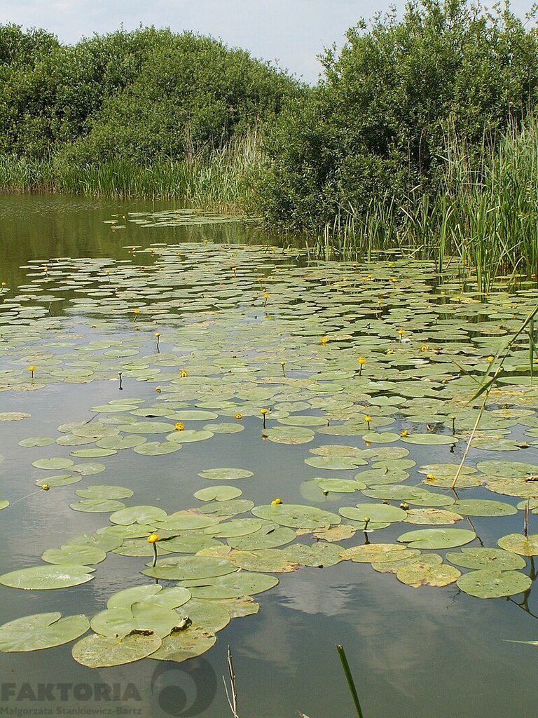 Giżyn nad J. Miedwie, MPZP działka 700m2,120 zł/m2 (4)