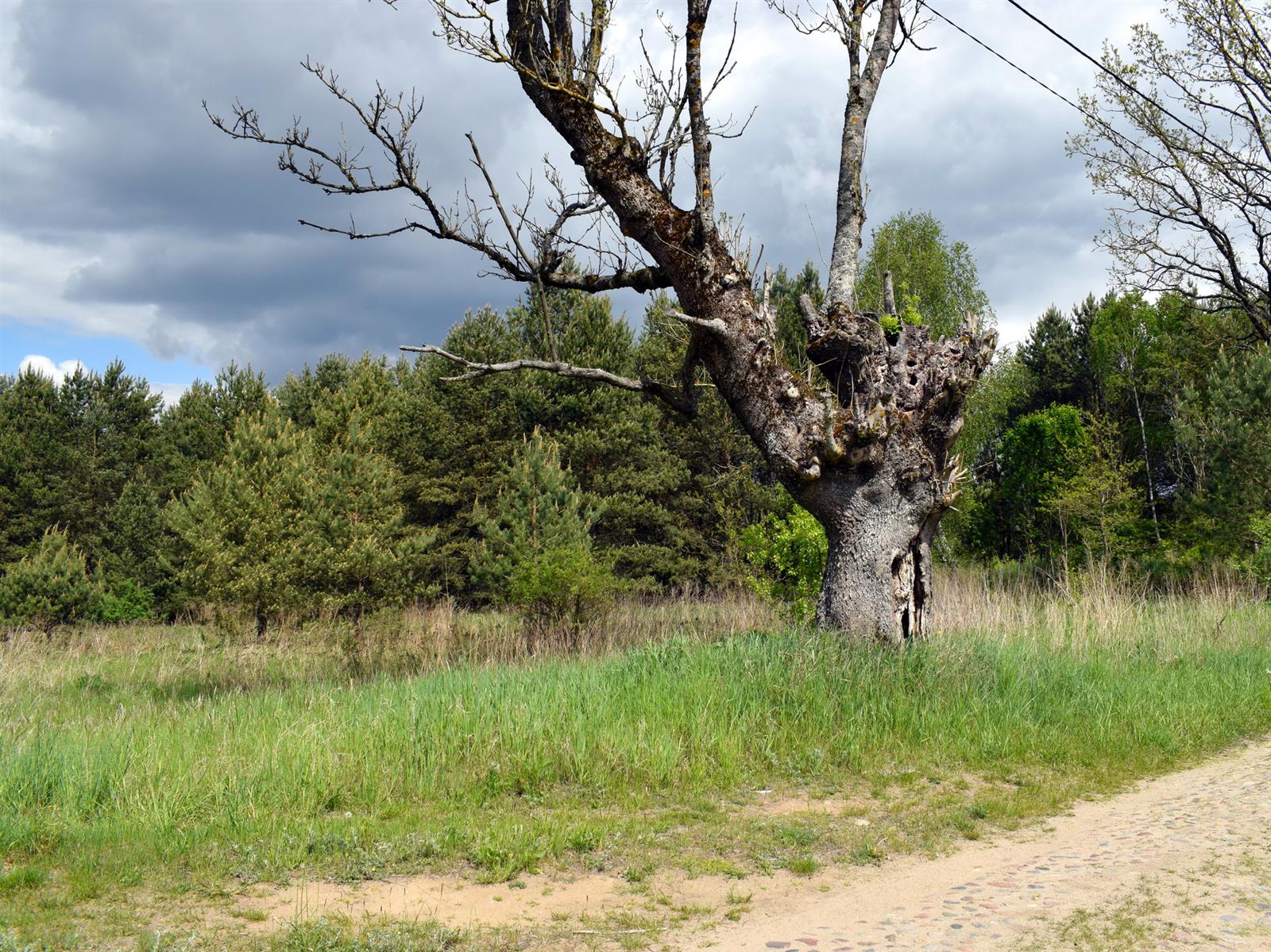 Działka - Stara Korytnica  (13)