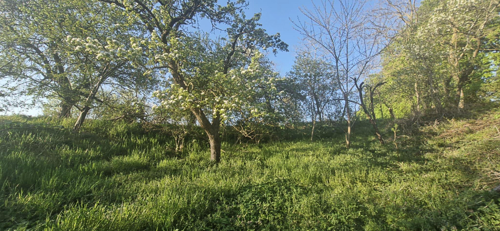 Dom do remontu z dużą działką 3900m2 (9)