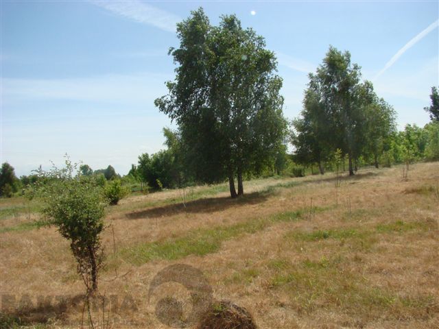 Stara Dąbrowa działka  m2 65 zł/m2 (1)