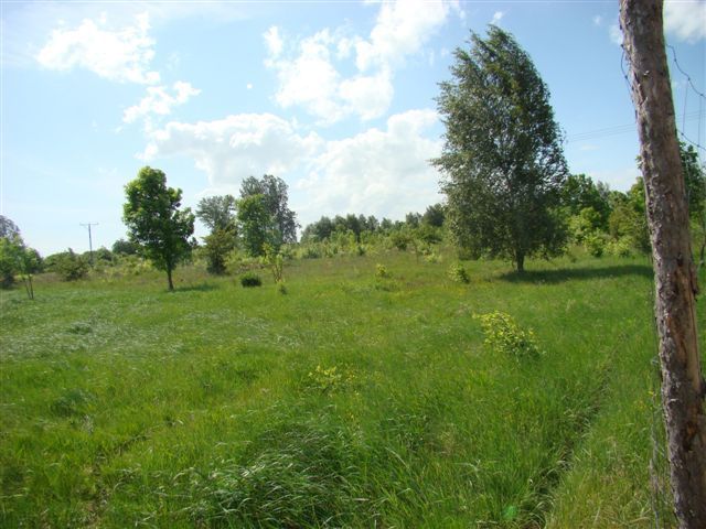 Stara Dąbrowa działka  m2 65 zł/m2 (5)