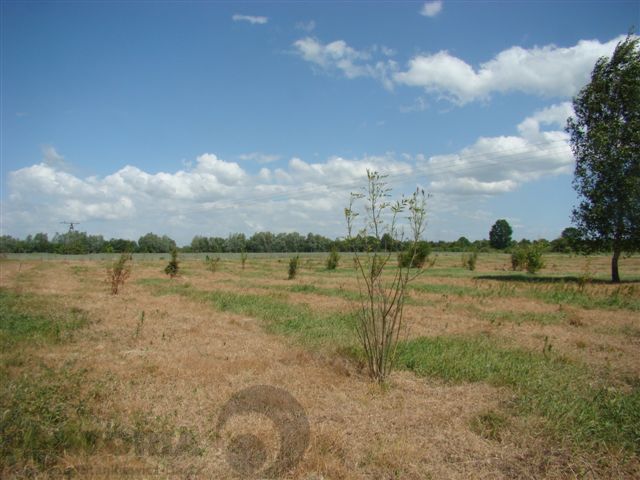 Stara Dąbrowa działka  m2 65 zł/m2 (7)