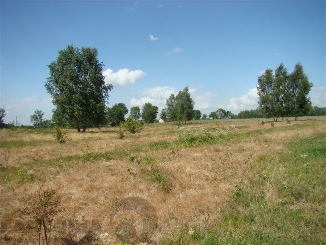 Stara Dąbrowa działka  m2 65 zł/m2 (8)