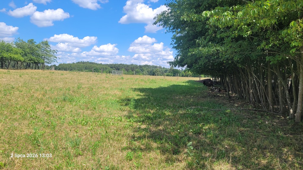 Siedliskowa, 7,800 m2, Wiśniewo  (2)