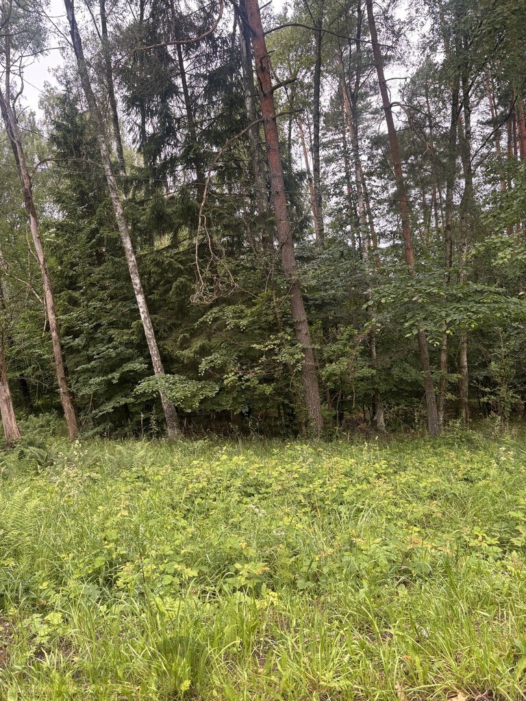 Piaseczno 100 m od jeziora działka leśna 3 ha (5)