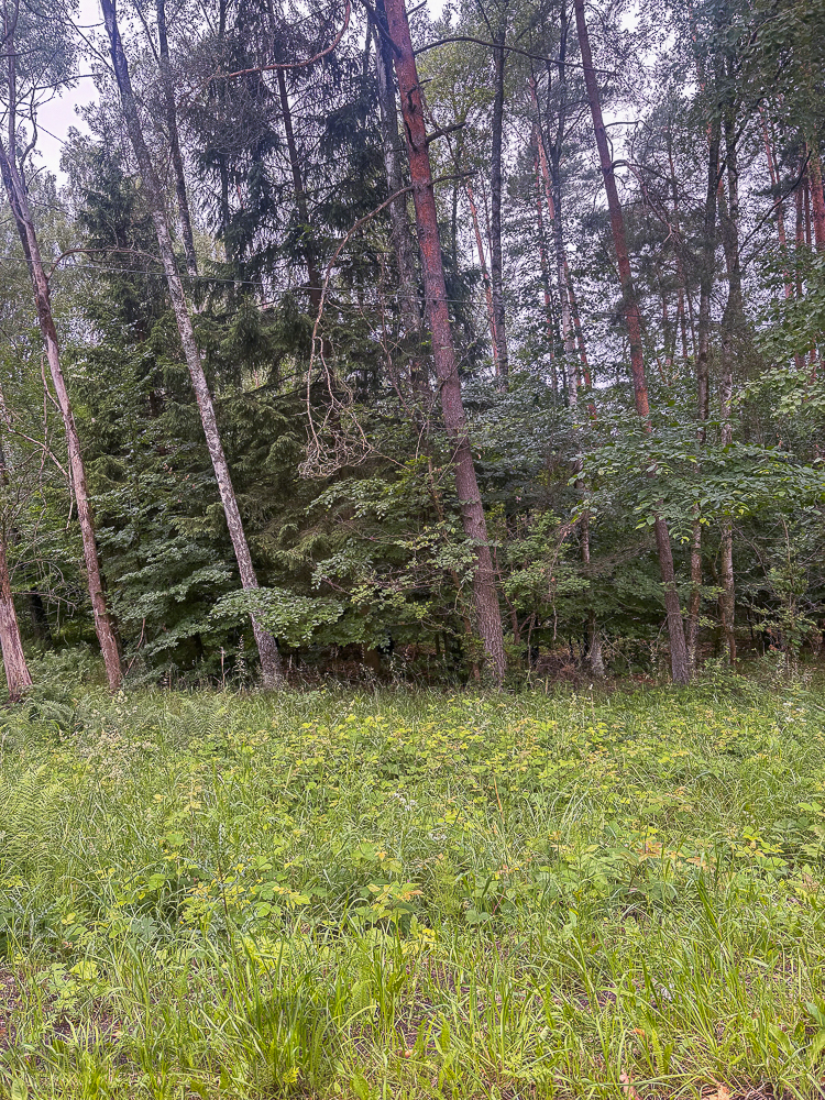 Piaseczno 100 m od jeziora działka leśna 3 ha (8)