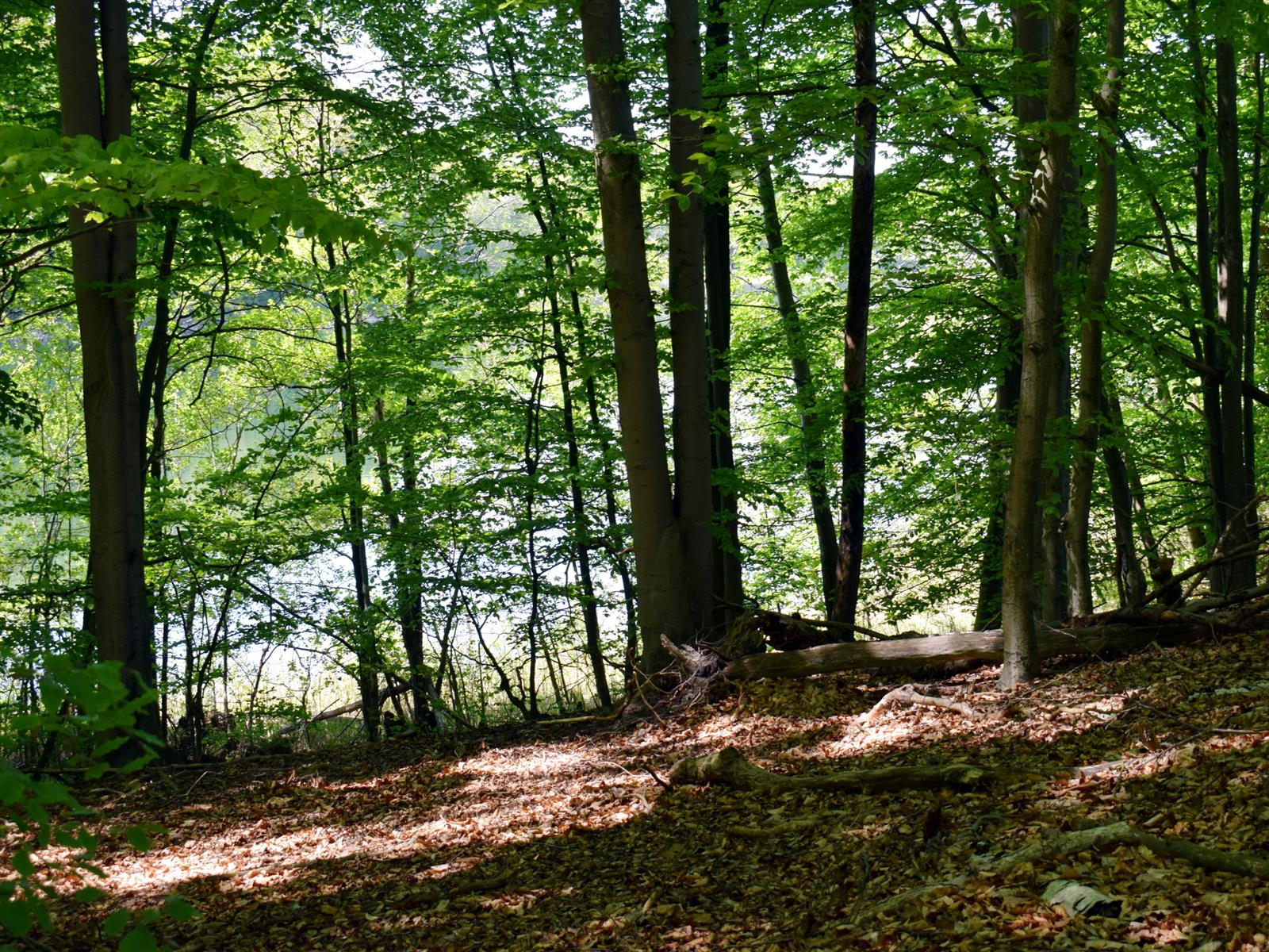 Działka siedliskowa - Żelisławie  (14)