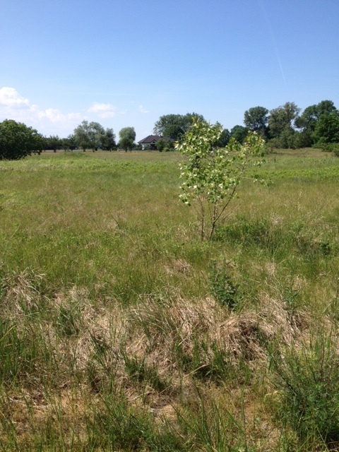 Lubczyna działka 900 m od J. Dąbskie 1301 m2, (14)