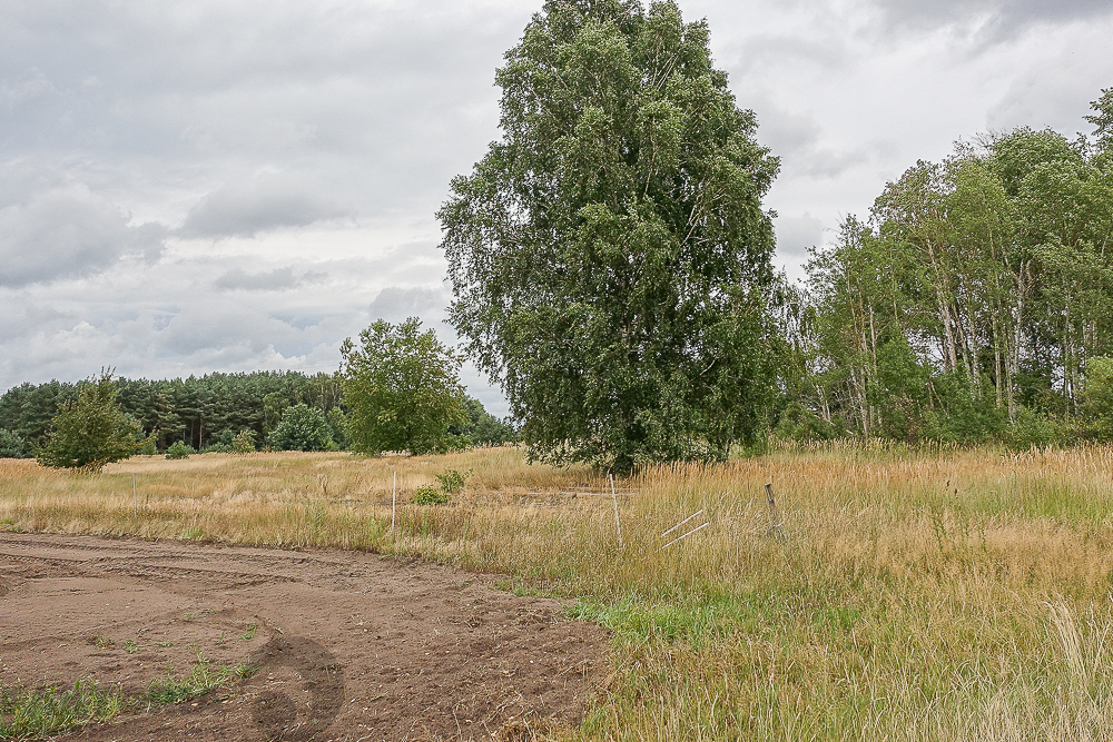 Lubczyna działka 900 m od J. Dąbskie 1301 m2, (21)