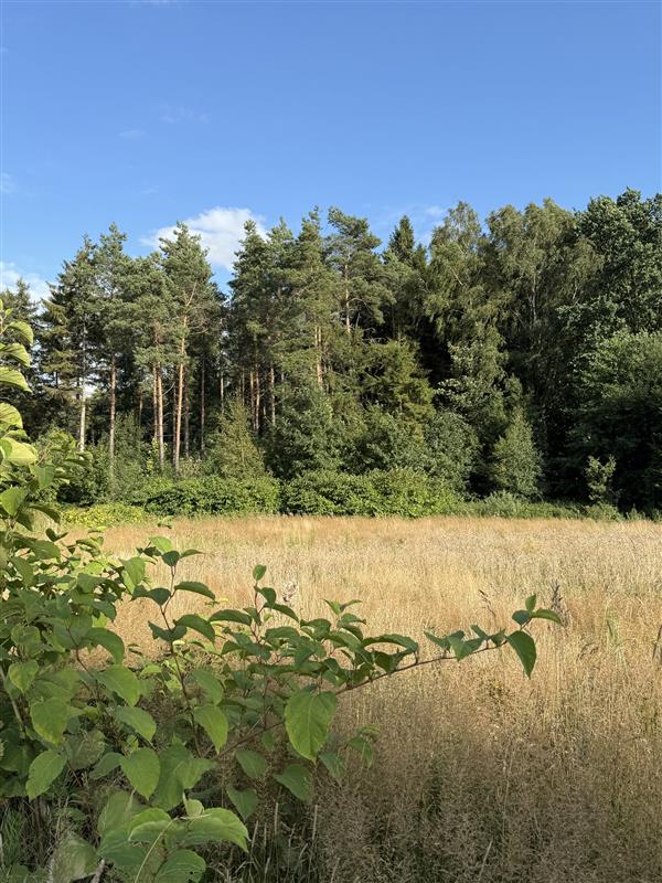 Dom - Stare Bielice Platanowe  (11)