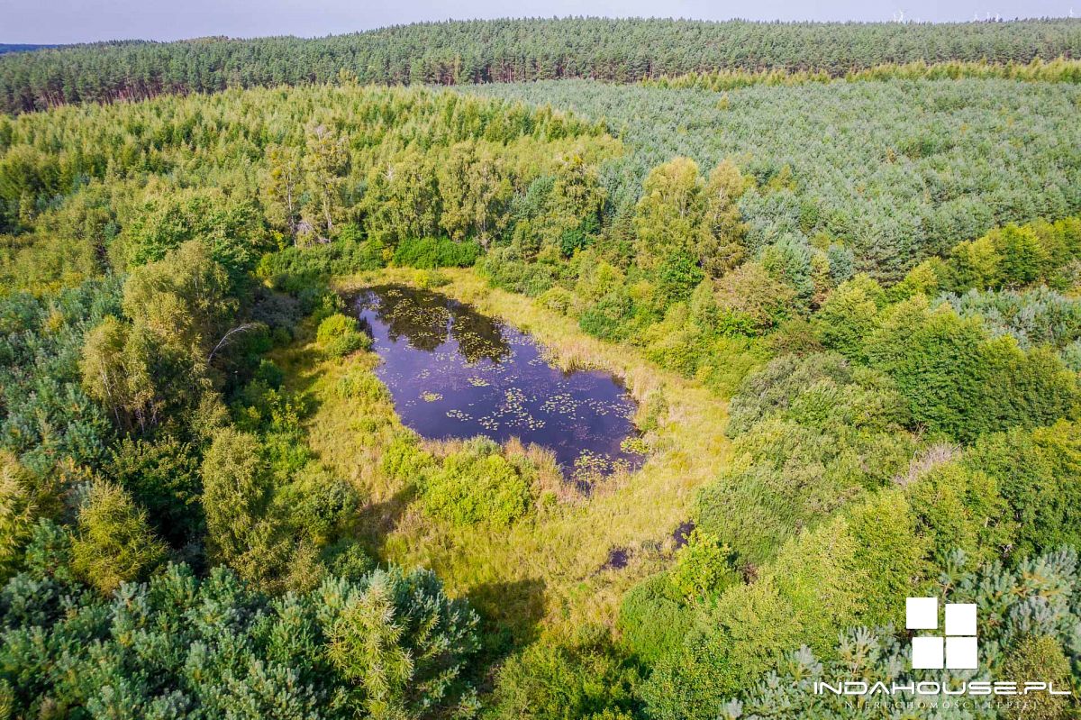 Las. Zainwestuj w swoją przyszłość. (10)
