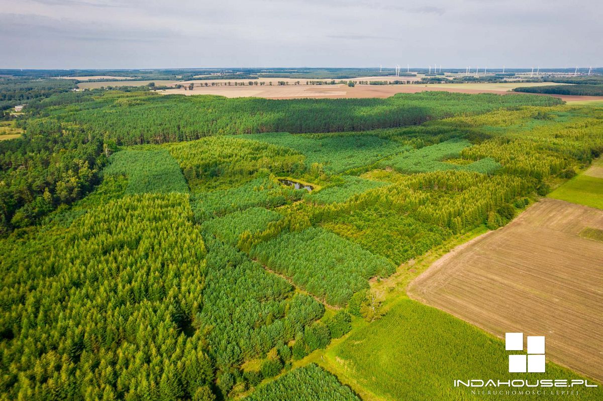 Las. Zainwestuj w swoją przyszłość. (11)