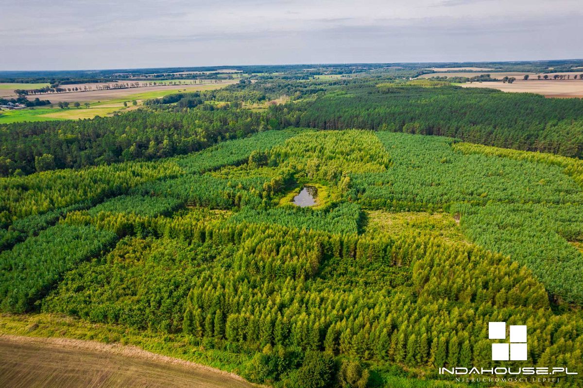 Las. Zainwestuj w swoją przyszłość. (12)