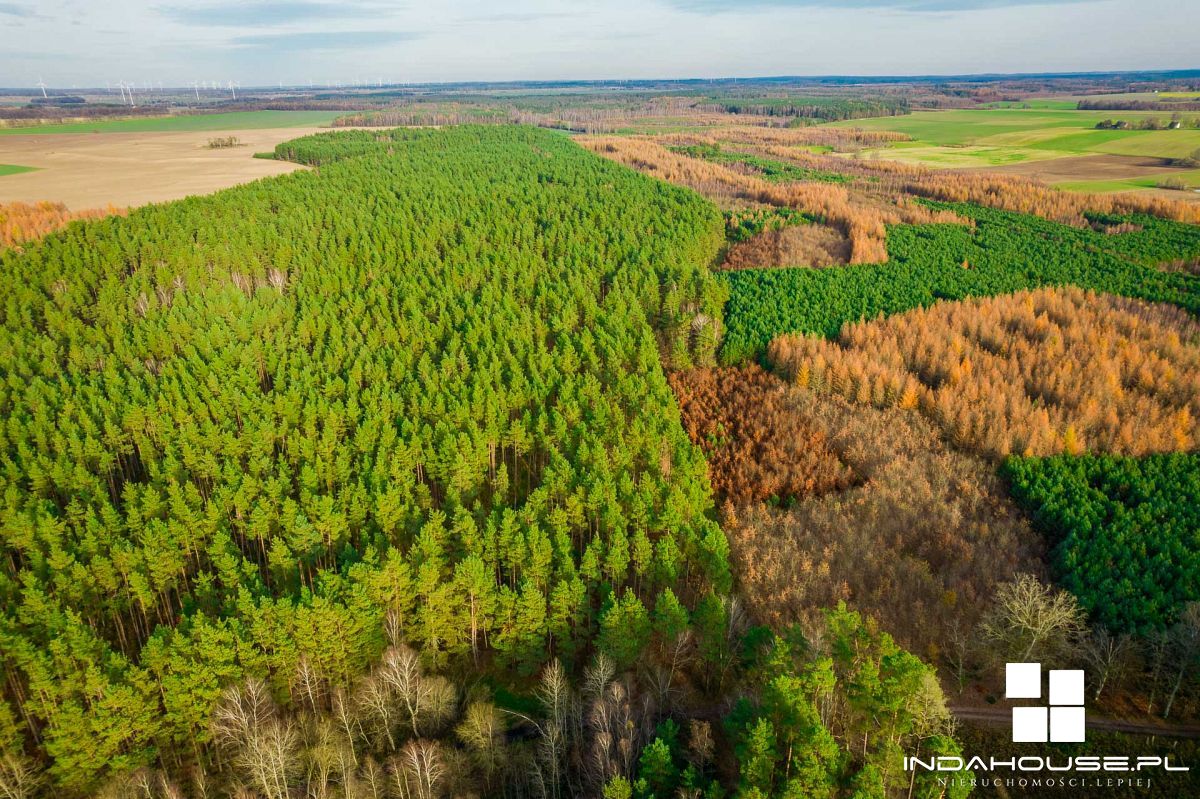 Las. Zainwestuj w swoją przyszłość. (4)