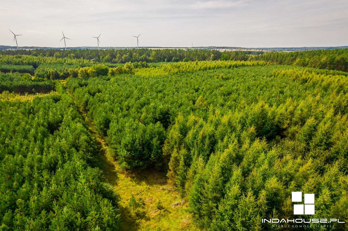 Las. Zainwestuj w swoją przyszłość. (7)