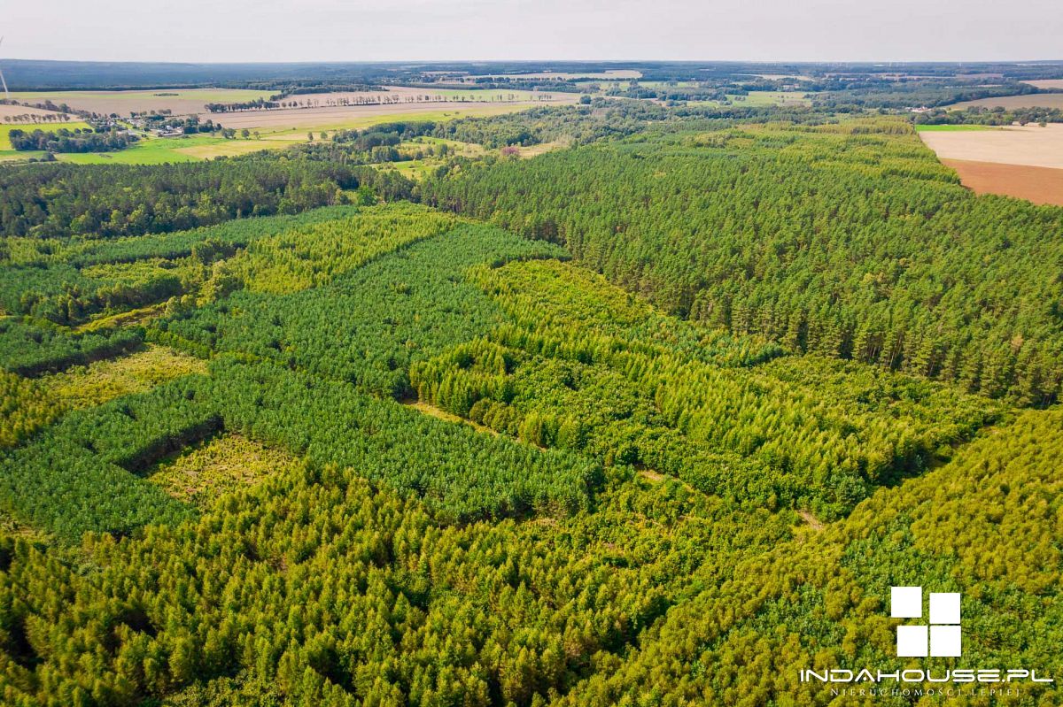 Las. Zainwestuj w swoją przyszłość. (8)
