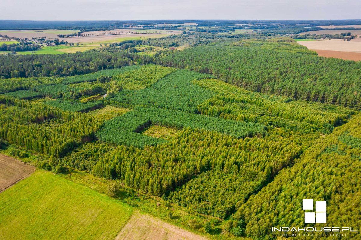 Las. Zainwestuj w swoją przyszłość. (9)