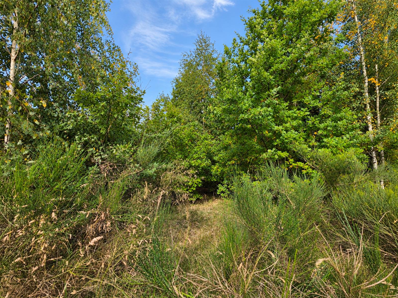 Działka budowlana - Złocieniec  (12)