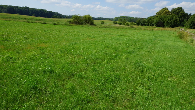 Działka 2.3103ha,m.Bobolice,las,dr.asfaltowa. (15)