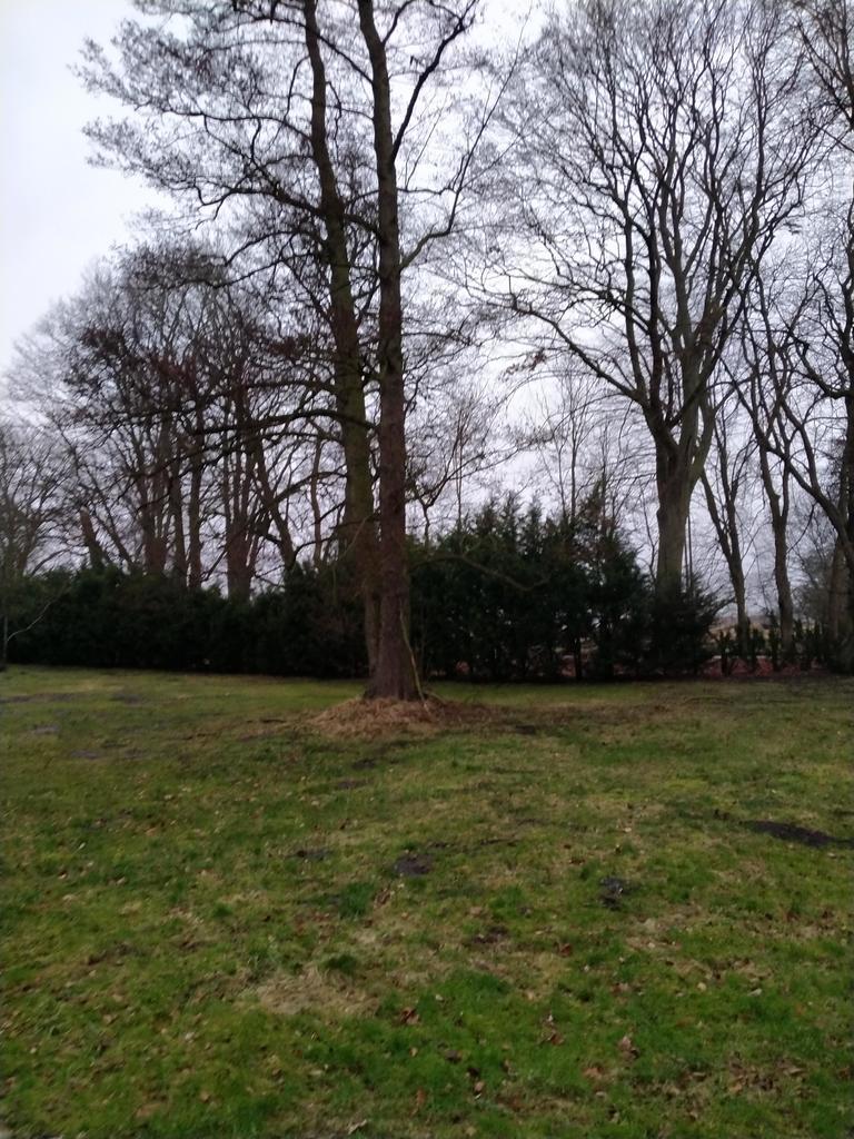 Rzędziny,2041m2,zabuowa jednorodzinna,las,park (4)