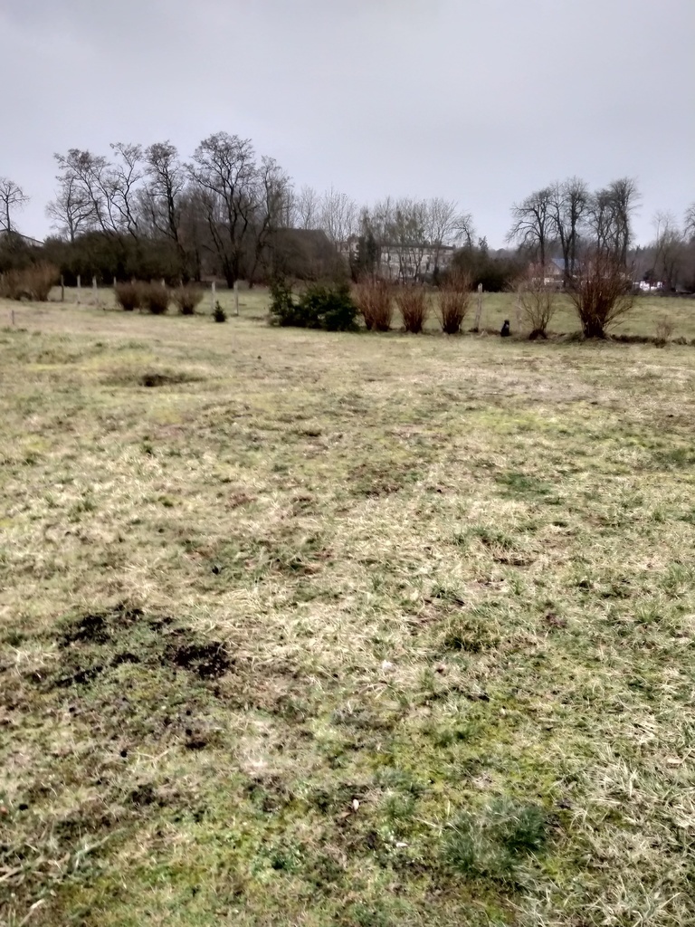 Rzędziny,2041m2,zabuowa jednorodzinna,las,park (8)