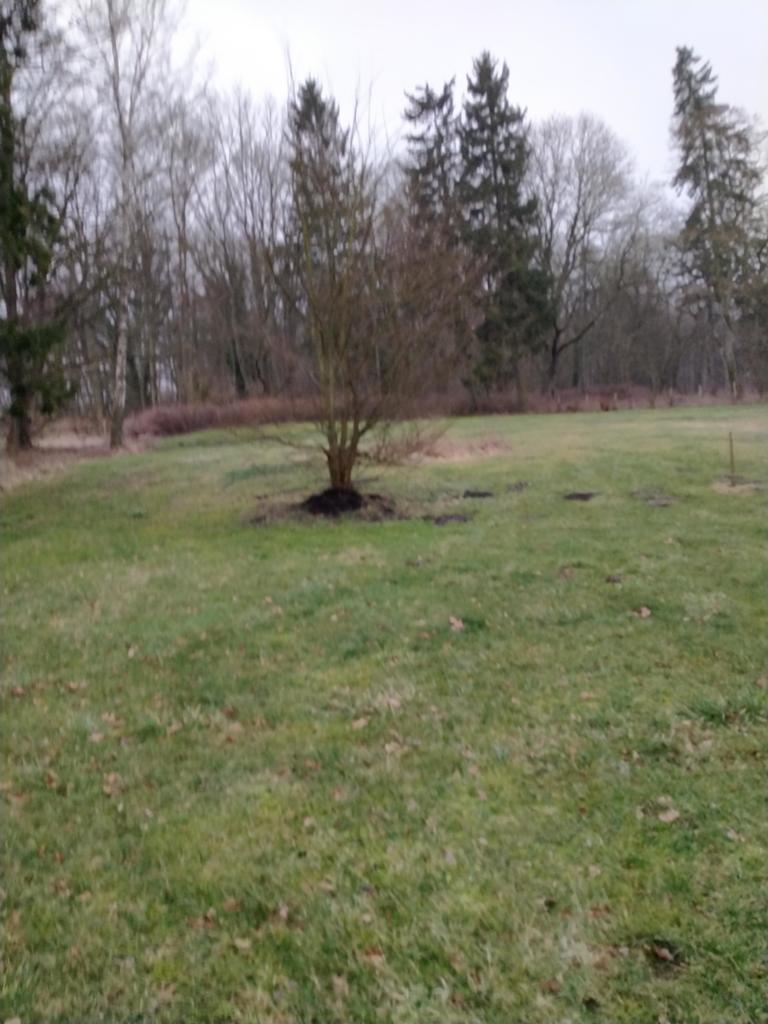 Rzędziny,2041m2,zabuowa jednorodzinna,las,park (14)