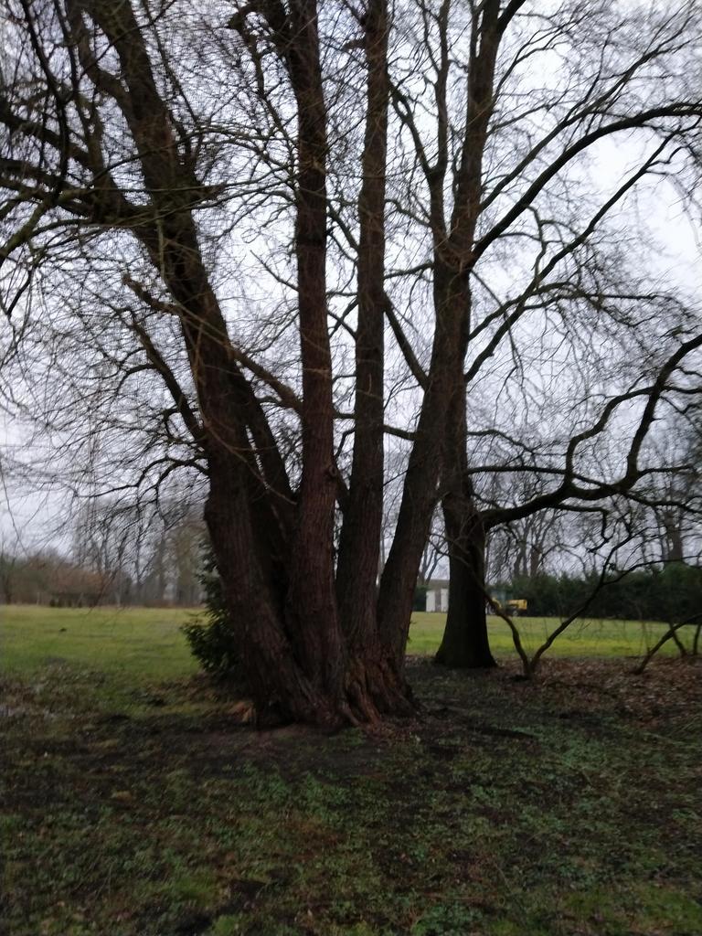 Rzędziny,2041m2,zabuowa jednorodzinna,las,park (16)
