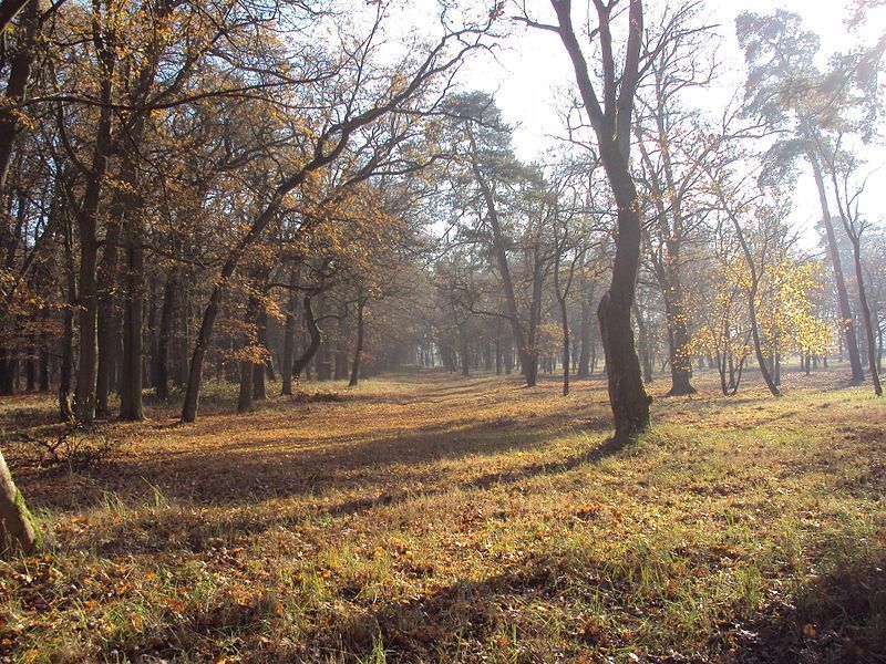 Rzędziny,2001m2,zabud. jednorodzinna,las-park. (6)