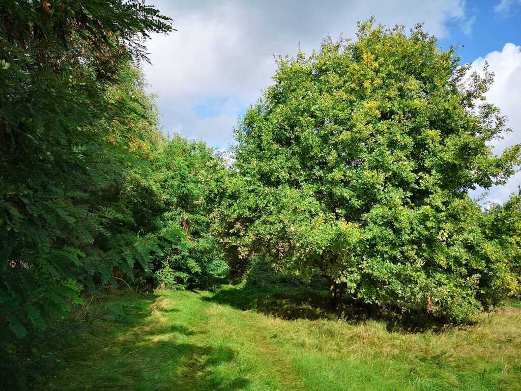 Świeszewo,gm.Gryfice,1.8458ha,Decyzja wz,pod dom. (1)