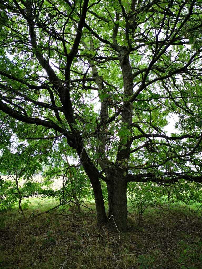 Świeszewo,gm.Gryfice,1.8458ha,Decyzja wz,pod dom. (5)
