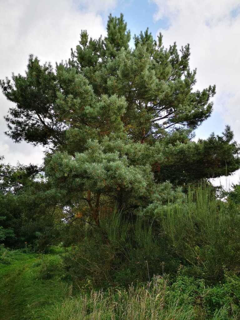 Świeszewo,gm.Gryfice,1.8458ha,Decyzja wz,pod dom. (12)