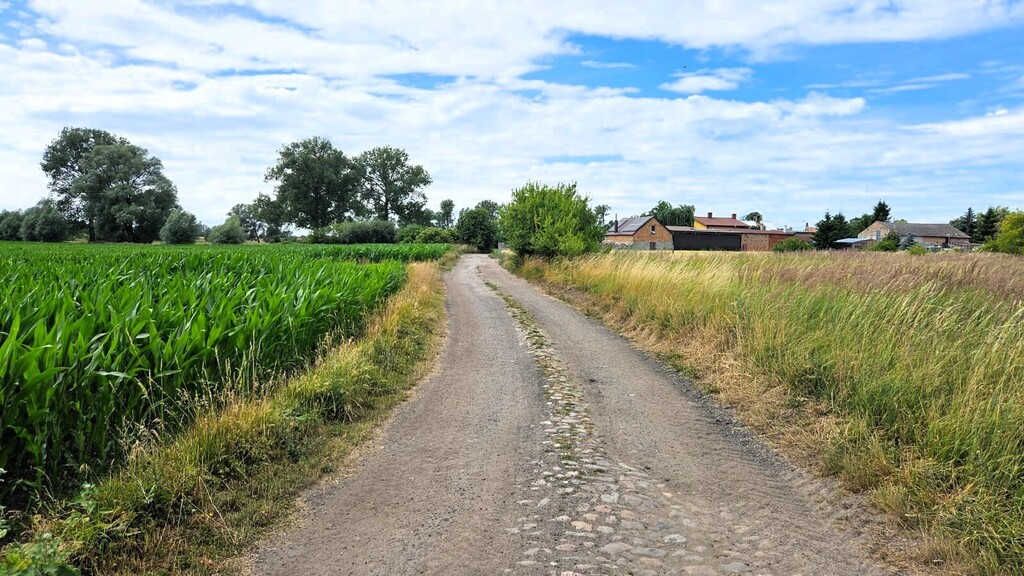 Działki z wydanymi WZ 3km od Pyrzyc (Rzepnowo) (12)